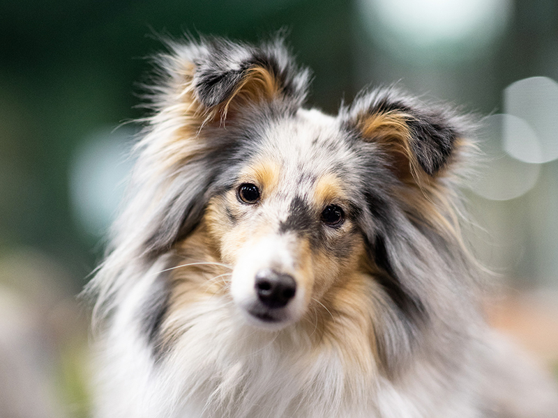 Image of a Border Collie looking at the camera