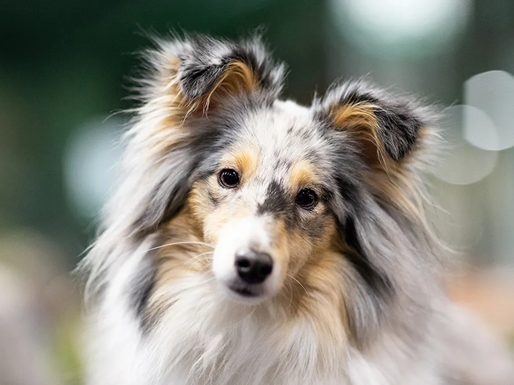 A white, grey and tan dog looking at the camera.