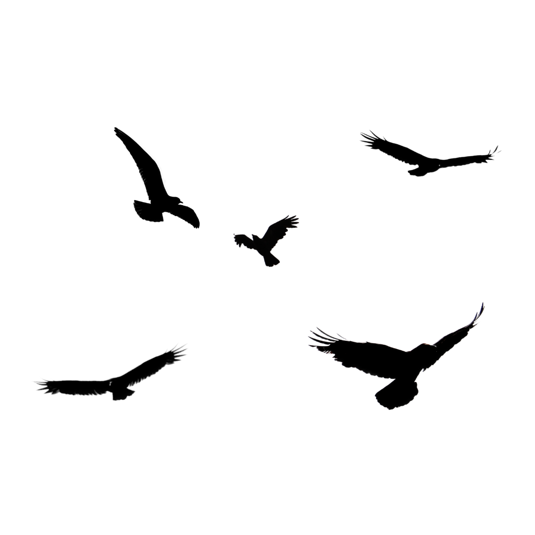 Icon of birds migrating