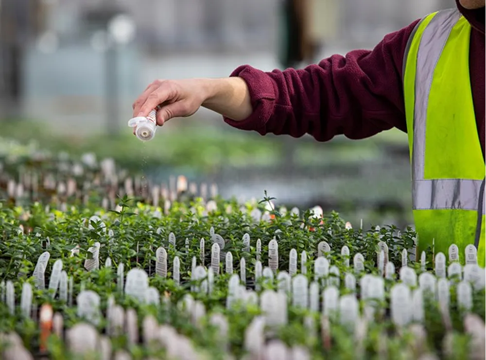 A person shaking plant supplements over growing plants.