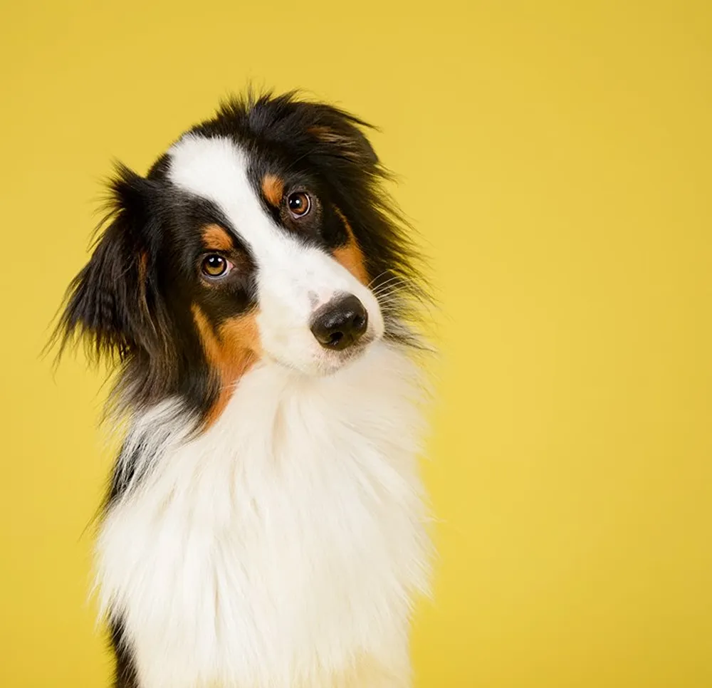 A dog against a yellow background looking at the camera