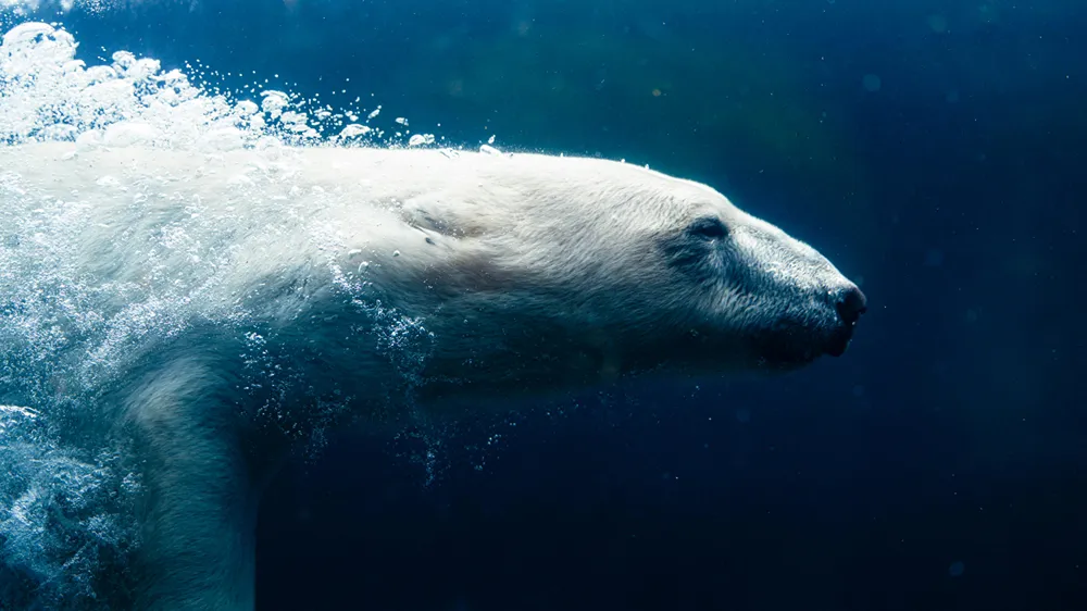 A photo of a polar bear swimming underwater.