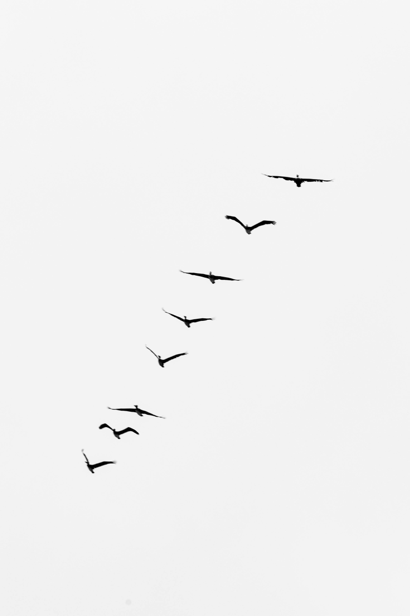 Migrating birds on a grey sky.