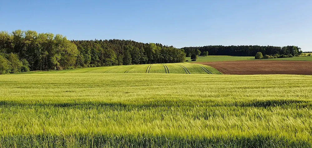A green grassy landscape with a wooded tree line area.