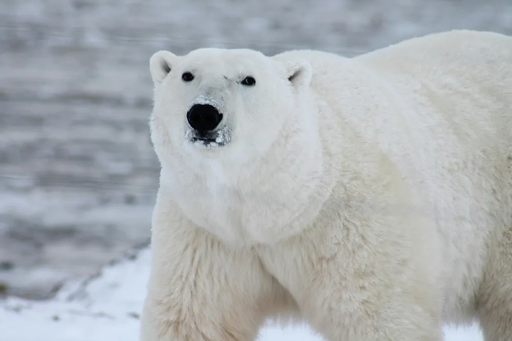 A photo of a polar bear, looking at the camera.