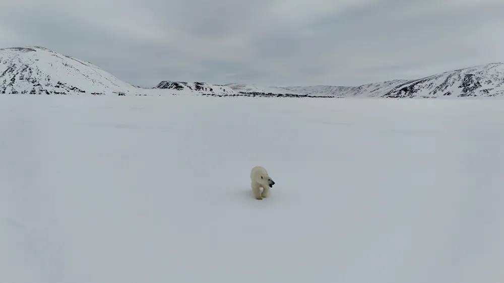 A photo of a polar bear in an Arctic landscape.