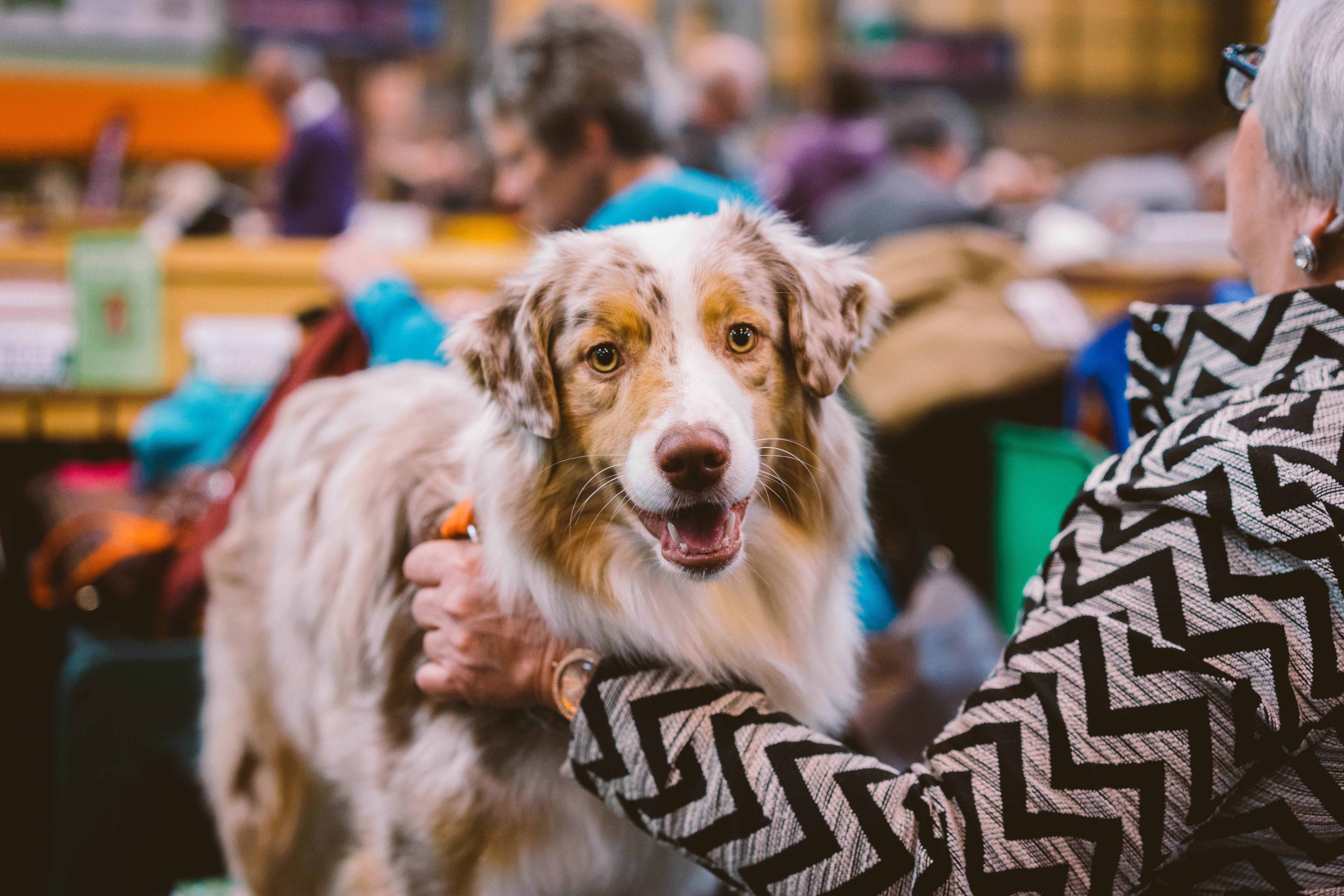 A white and tan dog with their owner looking at the viewer